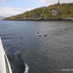 Dolphins playing in Killary Fjord