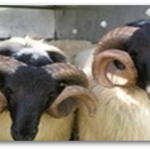 Killary Sheep & Wool Centre