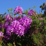 Rhododendron growing along the Connemara Loop