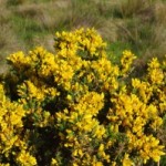 Gorse