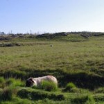 Sheep grazing on blanket bog on the Connemara Loop