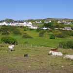 Connemara Ponies on the Connemara Loop