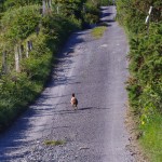 Pheasant out for a morning stroll on the Connemara Loop