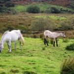 Connemara Ponies