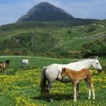 Connemara National Park, Connemara Loop, Galway