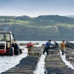 DK Connemara Oysters on the Connemara Loop, Co. Galway